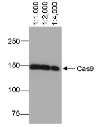 Cas9 | CRISPR-associated endonuclease 9 (monoclonal) in the group Tag Antibodies / CRISPR at Agrisera AB (Antibodies for research) (AS17 4124)